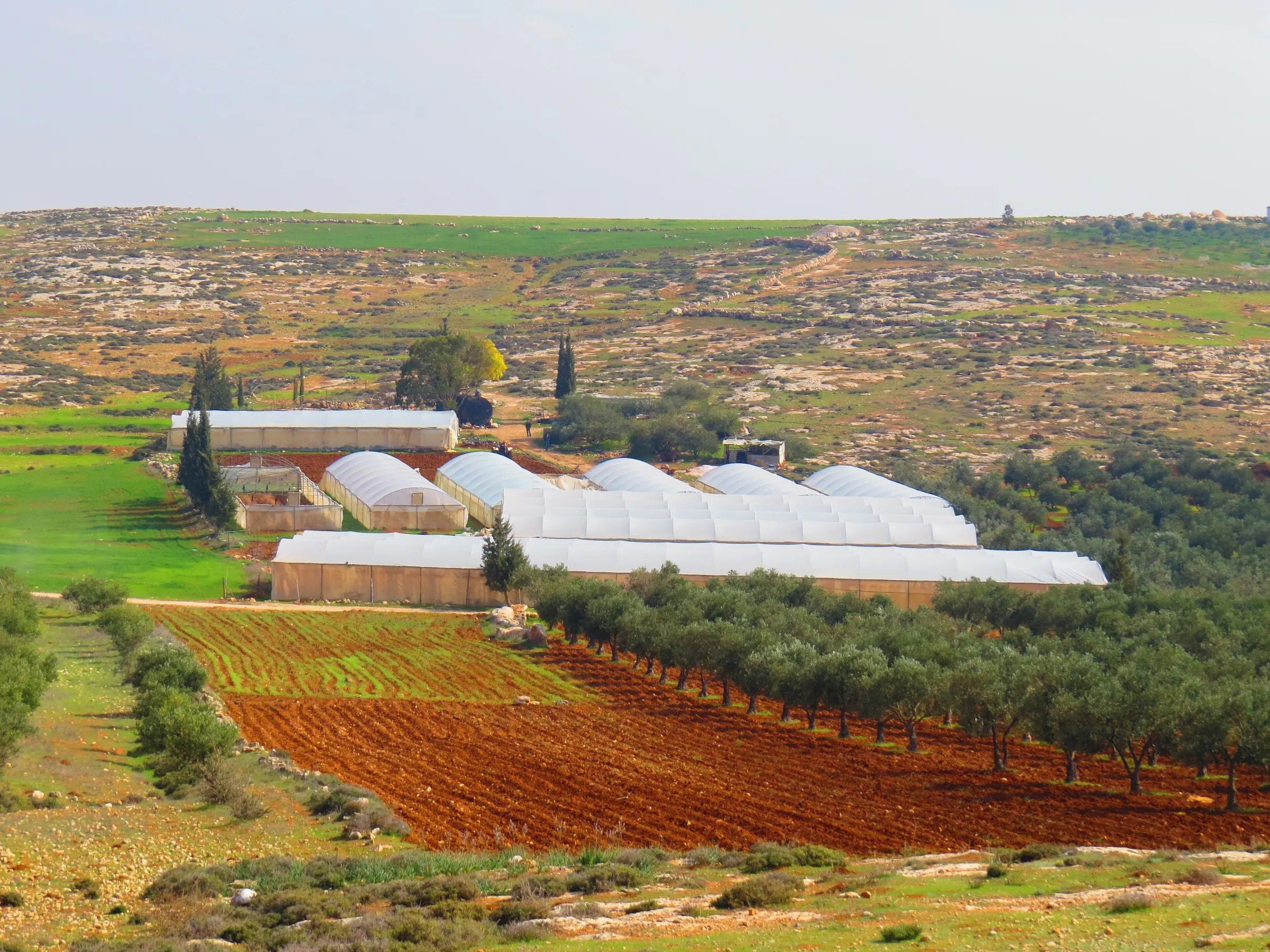Greenhouses beside green fields and long rows of olive trees