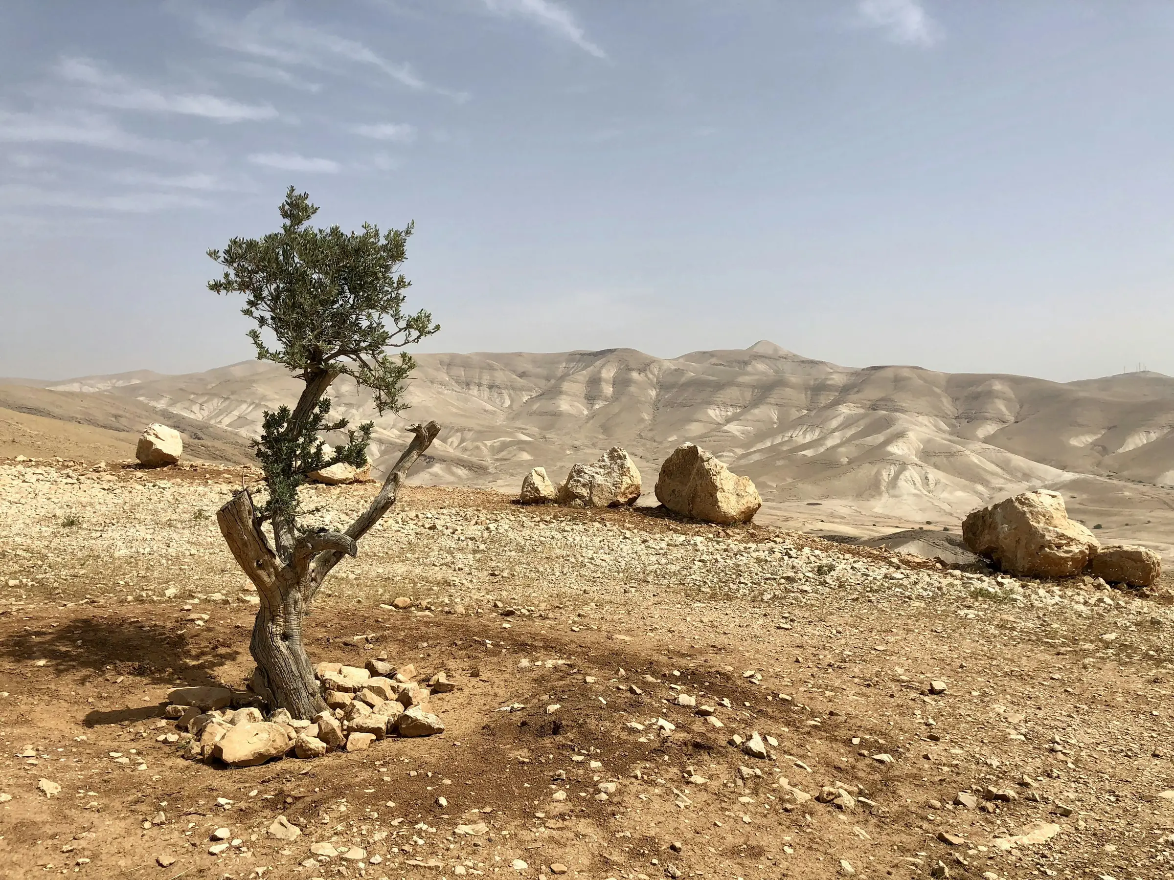 A young tree in dry, stony ground